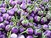 photo Purple Thai Mini Round Aubergine 30 ++ Graines 2024-2023