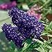 foto Schmetterlingsflieder BUZZ Midnight - Sommerflieder (Buddleja) Pflanze in blau-lila halbschattig und winterhart - Flieder-Strauch von Garten Schlüter 2024-2023