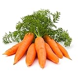 photo: You can buy 1000+ Carrot Seed for Planting - Non-GMO, Vegetable Seeds for Planting Outdoor Home Gardens online, best price $9.99 ($0.01 / Count) new 2024-2023 bestseller, review