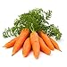 photo 1000+ Carrot Seed for Planting - Non-GMO, Vegetable Seeds for Planting Outdoor Home Gardens 2024-2023