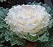 photo 20 Flowering kale Seeds- Nagoya White’ Ornamental filler ,flower bed,. 2024-2023