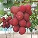 foto Frische Fruchtsamen mit 50Pcs Traubenkerne Köstliche Früchte Hof Garten Dach Balkon Pflanze zum Pflanzen Garten Hof Haus Landschaftsbau 2024-2023