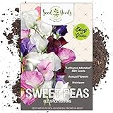 photo: You can buy Seed Needs, Old Spice Sweet Pea (Lathyrus odoratus) Bulk Pack of 400 Seeds online, best price $8.99 ($0.02 / Count) new 2024-2023 bestseller, review
