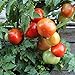 foto Rotkäppchen Tomatensamen für ca. 20 Pflanzen - alte, deutsche Buschtomate 2024-2023