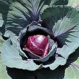 photo: You can buy Red Rock Cabbage Seeds - 25 Count Seed Pack - A Hearty, Late-Harvest Variety That's flavorful and Sweet - Country Creek LLC online, best price $1.99 new 2024-2023 bestseller, review