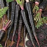 photo: You can buy Black Nebula Carrot Seeds- 100+ by Ohio Heirloom Seeds online, best price $4.29 new 2024-2023 bestseller, review