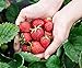 foto Monats-Erdbeere Rügen min. 250 Samen (0,5g) - 100% Natursamen - ganzes Jahr ernten 2024-2023