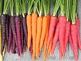 photo: You can buy Rainbow Blend Carrot Heirloom Seeds - B258 (150 Seeds, 1/4 Gram) online, best price $2.99 new 2024-2023 bestseller, review