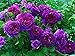 foto 100 piezas de semillas de rosas trepadoras flor ornamental perenne semillas de rosas trepadoras púrpuras para jardín balcón terraza 2024-2023