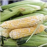 photo: You can buy Seed Needs, Butter and Sugar Sweet Corn - Bi Color (Zea mays) Bulk Package of 160 Seeds Non-GMO online, best price $8.99 new 2024-2023 bestseller, review