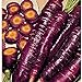 photo Purple Dragon Carrots Seeds (25+ Seeds)(More Heirloom, Organic, Non GMO, Vegetable, Fruit, Herb, Flower Garden Seeds (25+ Seeds) at Seed King Express) 2024-2023
