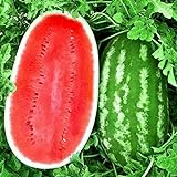 photo: You can buy KIRA SEEDS - Giant Astrakhan Watermelon 11 lbs - Fruits for Planting - GMO Free online, best price $6.96 ($0.23 / Count) new 2024-2023 bestseller, review
