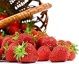 photo: You can buy Seascape Everbearing Strawberry 10 Bare Root Plants - BEST FLAVOR online, best price $18.37 new 2024-2023 bestseller, review