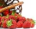 photo Seascape Everbearing Strawberry 10 Bare Root Plants - BEST FLAVOR 2024-2023