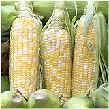 photo: You can buy Peaches & Cream Sweet Corn Non-GMO Seeds, 1 Pound (2,400+ Seeds) - by Seeds2Go online, best price $37.55 new 2024-2023 bestseller, review