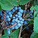 photo Creeping Oregon Grape Seeds (Mahonia repens) Packet of 10 Seeds 2024-2023