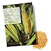 foto BIO Zuckermais Samen (Golden Bantam, 30 Korn) - Mais Saatgut aus biologischem Anbau ideal für die Anzucht im Garten, Balkon oder Terrasse 2024-2023
