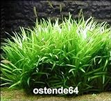foto: jetzt WFW wasserflora Grasartige Zwergschwertpflanze/Echinodorus latifolius im Topf Online, bester Preis 5,55 € neu 2024-2023 Bestseller, Rezension