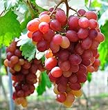 photo: You can buy Giant Red Globe Grape Seeds - Biggest Variety, Juicy Fruits online, best price $13.50 new 2024-2023 bestseller, review