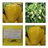 foto: jetzt gelbe Erdbeere (alpine yellow) - 50+ Samen - süß ! Online, bester Preis 4,50 € neu 2024-2023 Bestseller, Rezension