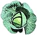 photo Cabbage Bravo F1 Seeds - Vegetable Seeds Package (1000) 2024-2023