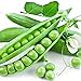 photo Earthcare Seeds Peas Little Marvel Sweet Dwarf Bush Pea 50 Seeds (Pisum sativum) No GMO – Open Pollinated - Heirloom 2024-2023