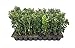 photo Green Mountain Boxwood - 10 Live Plants - Buxus - Fast Growing Cold Hardy Formal Evergreen Shrub 2024-2023