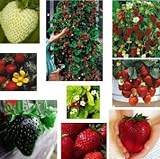 foto: jetzt Erdbeere Regenbogen Mischung 20 Samen -verschiedenen Farben und Sorten in ein Päckchen Online, bester Preis 1,99 € neu 2024-2023 Bestseller, Rezension
