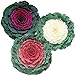 photo Ornamental Kale Seeds Collection - Three Varieties of Flat Leaf Kale - 50 Seeds Each for 150 Total Seeds -Seed Collection Seed 1 Each Untreated 2024-2023