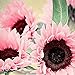 foto Blumensamen Pflanzensamen 50Pcs/Bag Samen natürliche große Wasser Nachfrage Blume rosa Sonnenblumensamen für Fenster - Sonnenblumensamen 2024-2023