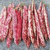 photo: You can buy Taylor Dwarf Horticulture (Cranberry) Bean Seeds, 50 Heirloom Seeds Per Packet, Non GMO Seeds, (Isla's Garden Seeds), Botanical Name: Phaseolus vulgaris, 85% Germination Rates online, best price $5.99 ($0.12 / Count) new 2024-2023 bestseller, review