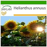 foto: comprar SAFLAX - Girasol Titan - 20 semillas - Con sustrato estéril para cultivo - Helianthus annuus on-line, mejor precio 4,45 € nuevo 2024-2023 éxito de ventas, revisión