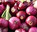 photo 200 Organic Non-GMO Ruby Red Onion Seeds Burgundy 2024-2023