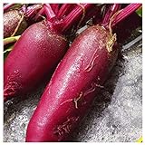 photo: You can buy Everwilde Farms - 1/4 Lb Cylindra Beet Seeds - Gold Vault online, best price $7.96 new 2024-2023 bestseller, review