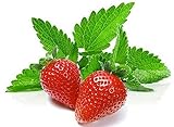 photo: You can buy 100+ Strawberry Mint Herb Seeds Non-GMO Fragrant Rare! US Grown! online, best price $5.89 ($166.86 / Ounce) new 2024-2023 bestseller, review