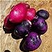 foto SVI fresca 100pcs semilla de papa vegetal para la siembra oscuro rosa púrpura 2024-2023