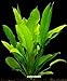 foto WFW wasserflora Große Amazonas-Schwertpflanze/Echinodorus bleheri, Aquariumpflanze, barschfest 2024-2023