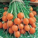 photo: You can buy Parisian Carrot Seeds | Heirloom & Non-GMO Carrot Seeds | 250+ Vegetable Seeds for Planting Outdoor Home Gardens | Planting Instructions Included online, best price $8.29 ($0.03 / Count) new 2024-2023 bestseller, review
