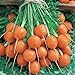 photo Parisian Carrot Seeds | Heirloom & Non-GMO Carrot Seeds | 250+ Vegetable Seeds for Planting Outdoor Home Gardens | Planting Instructions Included 2024-2023