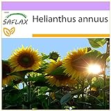 foto: comprar SAFLAX - Girasol Titan - 20 semillas - Helianthus annuus on-line, mejor precio 3,95 € nuevo 2024-2023 éxito de ventas, revisión