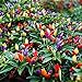 photo Vegetable Seed Ornamental Mini Hot Pepper Seeds 50+ Bonsais Colorful Upward Pepper Seeds 2024-2023