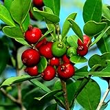 photo: You can buy 25 Strawberry Guava Seeds Psidium cattleianum Edible Fruit Tree Plant Shrub online, best price $16.00 new 2024-2023 bestseller, review