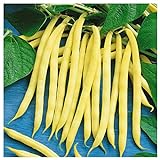 photo: You can buy Everwilde Farms - 1/4 Lb Organic Golden Wax Yellow Bean Seeds - Gold Vault online, best price $7.96 new 2024-2023 bestseller, review