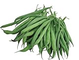photo: You can buy Burpee Stringless Green Pod Bush Bean Seeds 4 ounces of seed online, best price $6.63 ($1.66 / Ounce) new 2024-2023 bestseller, review