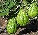 foto Las plantas al aire libre Jardín ornamental Calabaza Semilla chayote Bonsai Planta de tiesto verde Frutas Verduras de la semilla de alta nutrición de 10 piezas 2024-2023