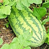 photo: You can buy Congo Watermelon Seeds XXL Extra Sweet Non-GMO Organic Huge 30-50Lbs Garden rsc2a1r (25+ Seeds) online, best price $8.72 new 2024-2023 bestseller, review