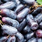 foto: jetzt P12cheng Samenpflanze 1 Beutel Traubenkerne GMO Prolific Black Rich Vitamins Fruit Seeds for Garden - Traubenkerne Online, bester Preis 13,26 € neu 2024-2023 Bestseller, Rezension