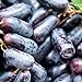 foto 200 Stück schwarze Traubenkerne zum Anpflanzen, gentechnikfreie Traubenbaumsamen für die Gartensaat im Freien 2024-2023