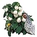 photo Park Seed Easter Egg Plant Seeds 2024-2023