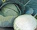 photo Stone Head Hybrid Cabbage Seeds 2024-2023